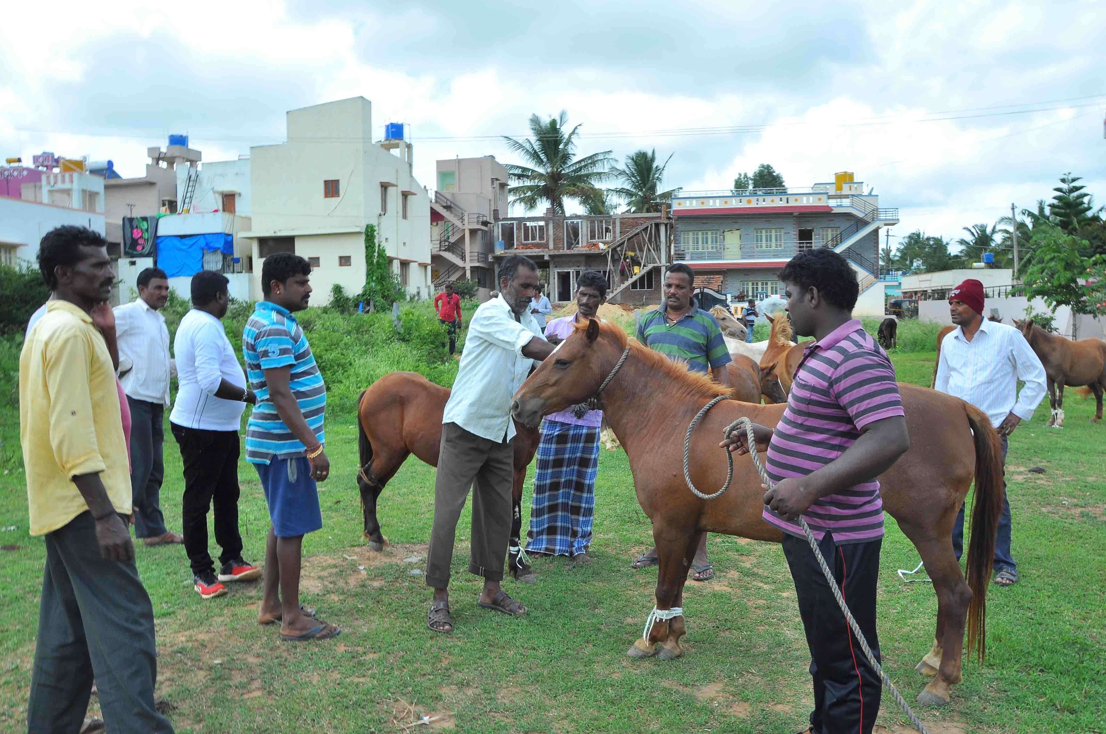 ಬಿಡಾಡಿ ಕುದುರೆಗಳಿಂದ ಬೆಳೆಗಳಿಗೆ ಹಾನಿ: ಕುದುರೆಗಳನ್ನು ಕಟ್ಟಿಹಾಕಿ ರೈತರ ಆಕ್ರೋಶ